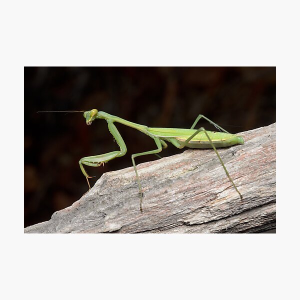 False Garden Mantis - Pseudomantis albofimbriata Photographic Print