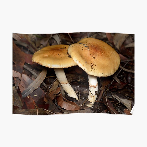 Mushrooms Poster
