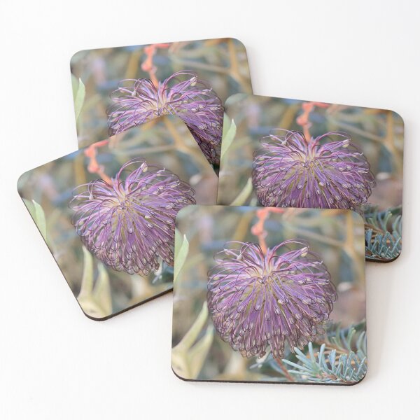 Item preview, Banksia violacea designed and sold by ausnative.