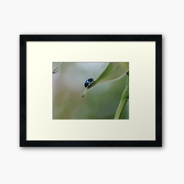Steel Blue Ladybird Beetle Framed Art Print