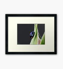 Steelblue Ladybird - Halmus chalybeus Framed Print