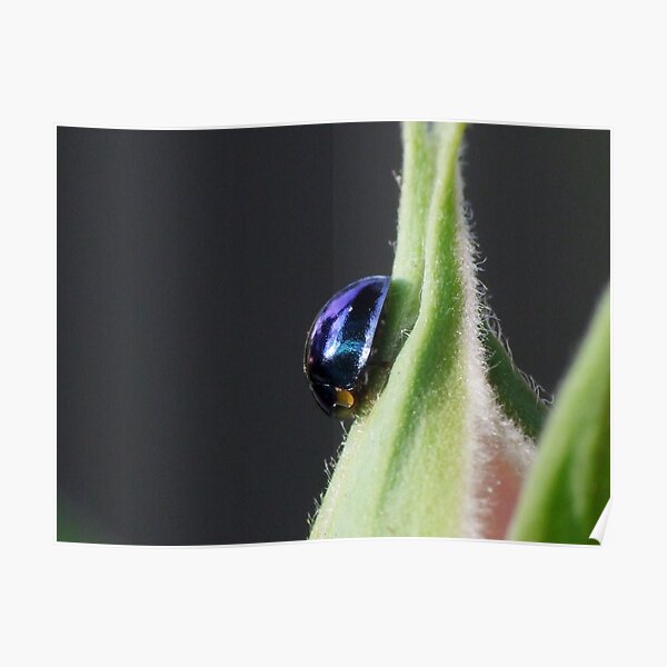 Steelblue Ladybird - Halmus chalybeus Poster