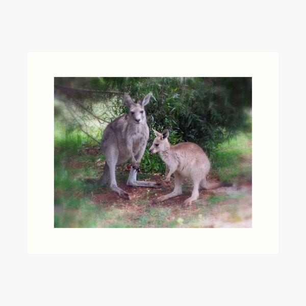 Item preview, Kangaroos at Buchan designed and sold by Lorraine McCarthy.