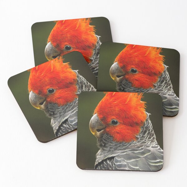 Item preview, Gang-gang Cockatoo designed and sold by theleastone.