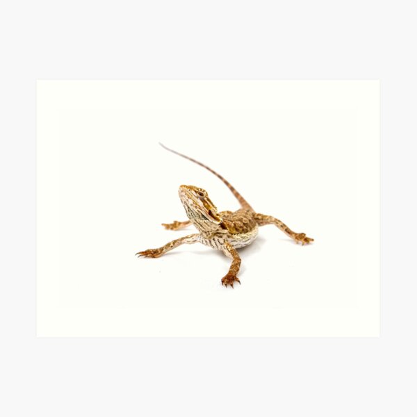 Bearded Dragon - pogona vitticeps Art Print