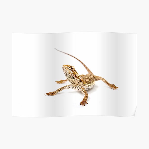 Bearded Dragon - pogona vitticeps Poster