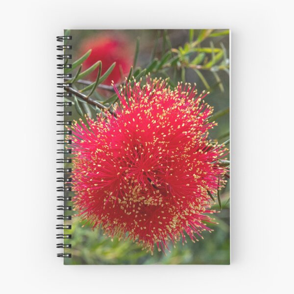 Item preview, Scarlet Honeymyrtle (Melaleuca Fulgens) designed and sold by DPalmer.