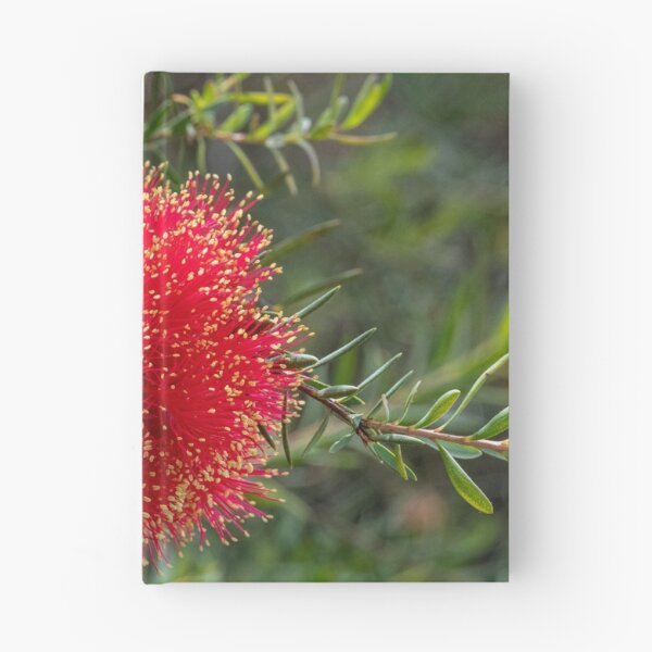 Item preview, Scarlet Honeymyrtle (Melaleuca Fulgens) designed and sold by DPalmer.