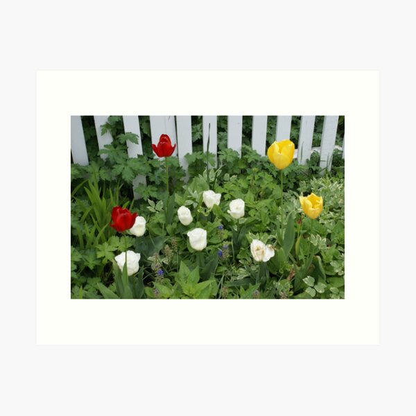 Item preview, Picket Fence with Tulips designed and sold by Loisb.