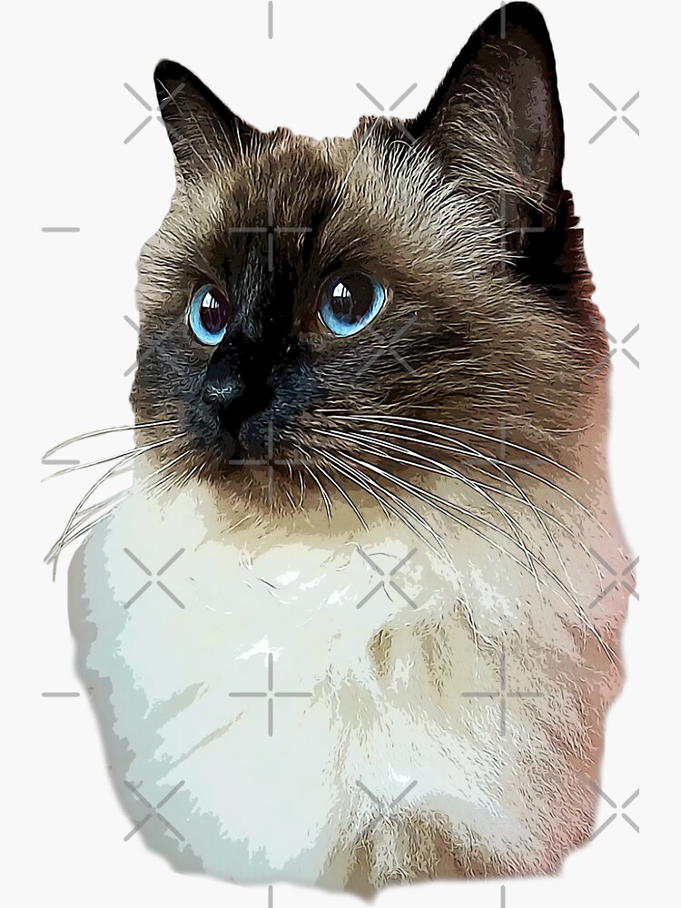 "Ragdoll Cat " Sticker by ElegantCat | Redbubble