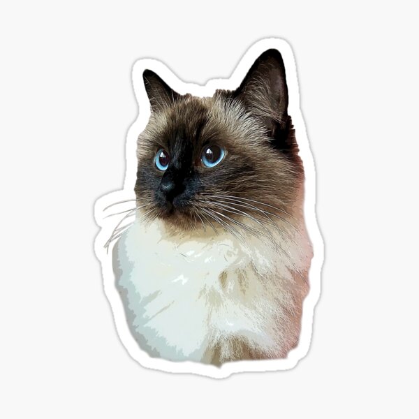 2 x Vinyl Stickers 10cm Pretty Ragdoll Cat Kitten Cool Gift #3598 