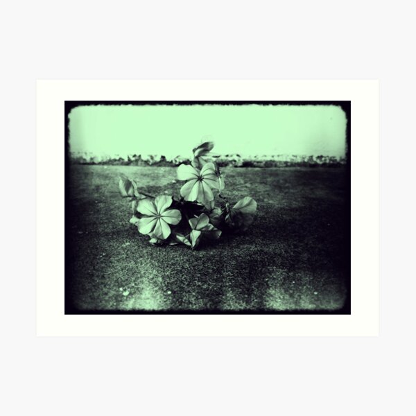 iPhone flowers Art Print