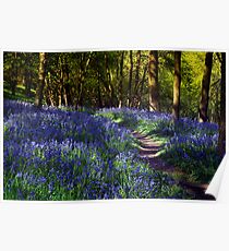 Bluebell Woods Poster