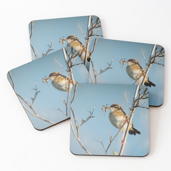 Item preview, Zitting Cisticola with spider prey, Parque Nacional de Doñana, Spain designed and sold by AndrewJonesFoto.
