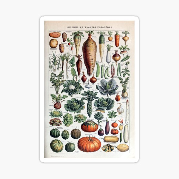 Vintage French Vegetables and Vegetable Plants Sticker
