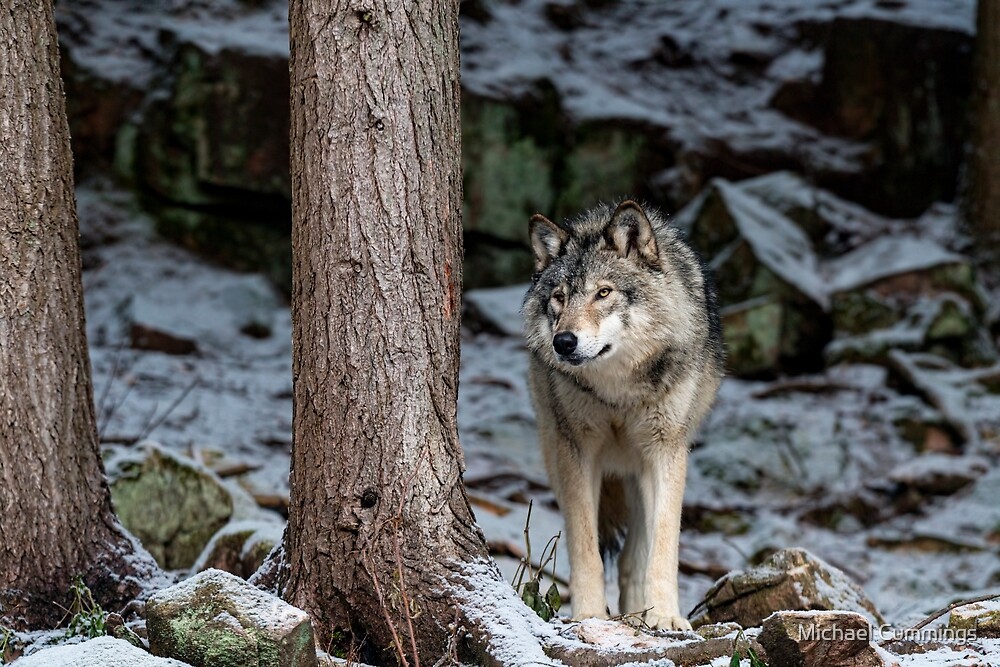 "Eastern Gray Wolf Beside Tree" by Michael Cummings | Redbubble