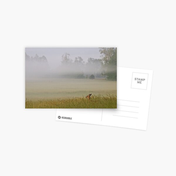 Deer in Fog Postcard