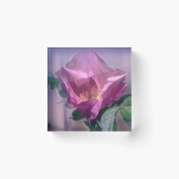 Item preview, Pink Rosa Rugosa designed and sold by Thymely.