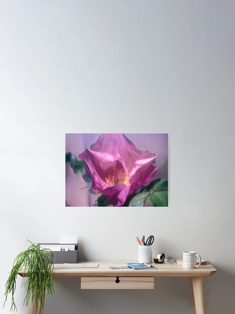 Thumbnail 2 of 3, Poster, Pink Rosa Rugosa designed and sold by Thymely.
