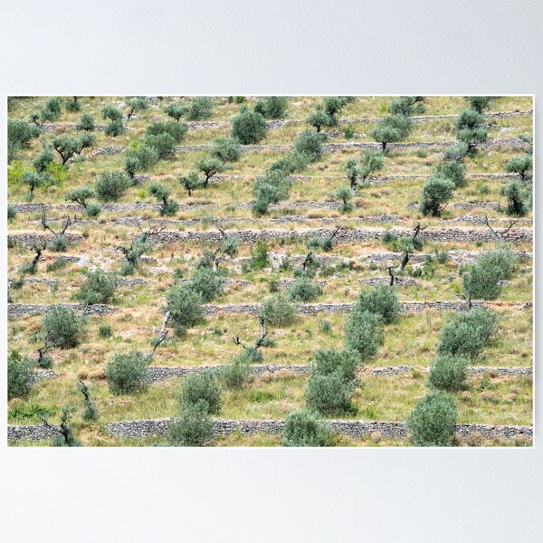 Item preview, Olive grove designed and sold by ccullen222.