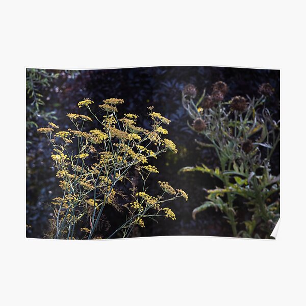 24x36 Globe Artichoke Basilius Besler Botanical Poster