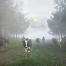 Country Morning
