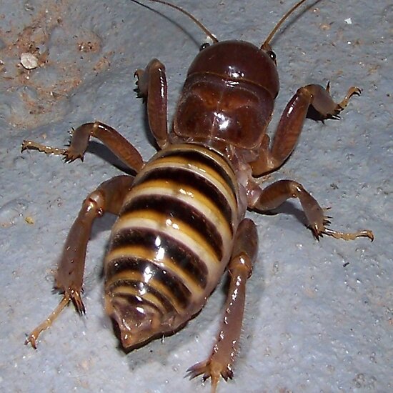 Worst Bug Story | Grasscity Forums - The #1 Marijuana ...