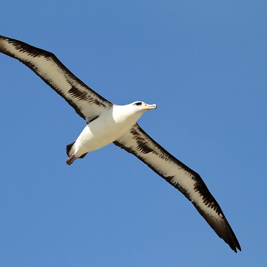 work.5365523.1.flat,550x550,075,f.gliding-laysan-albatross.jpg
